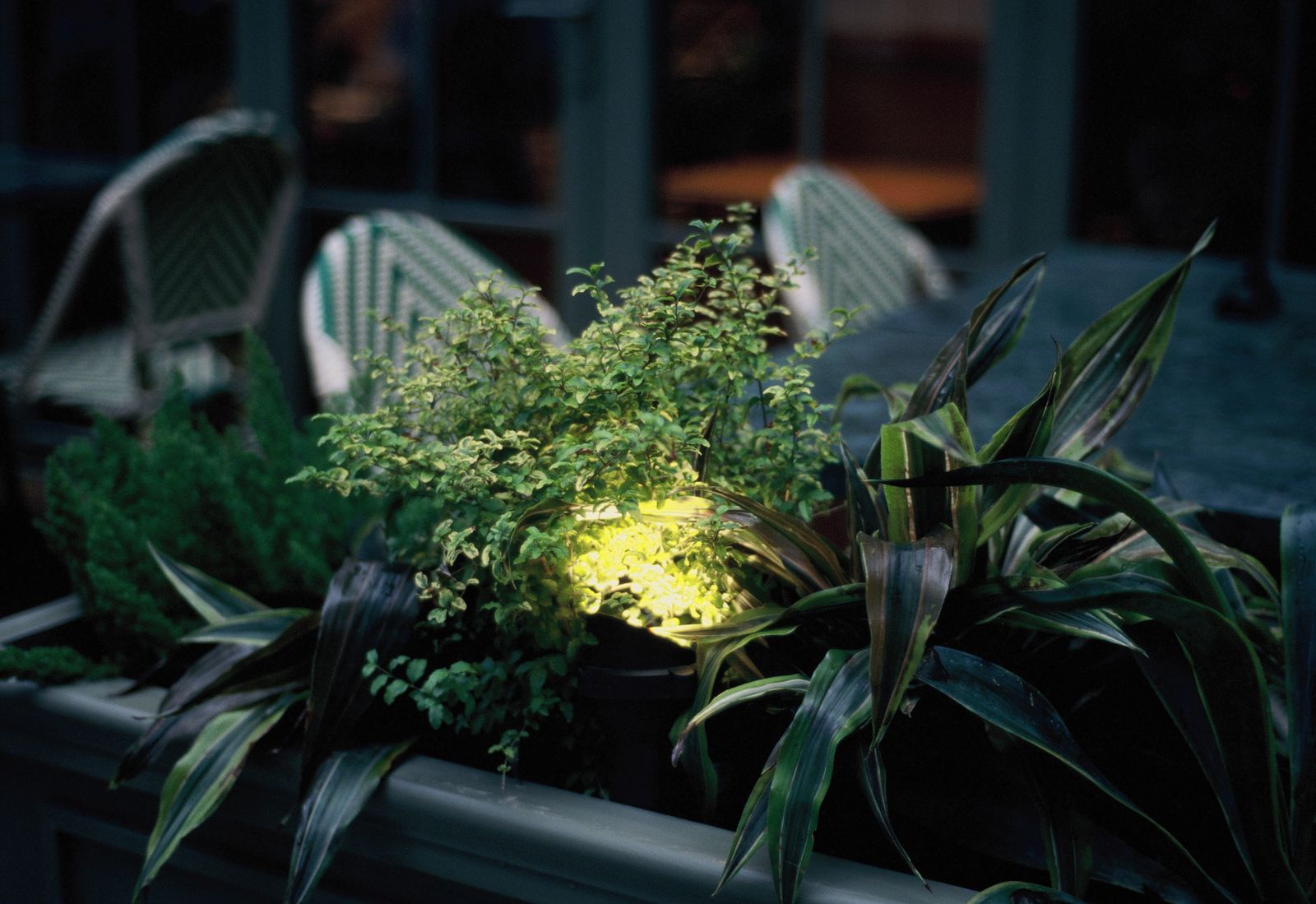 A small ground light lighting a planter of shrubs on a patio at night